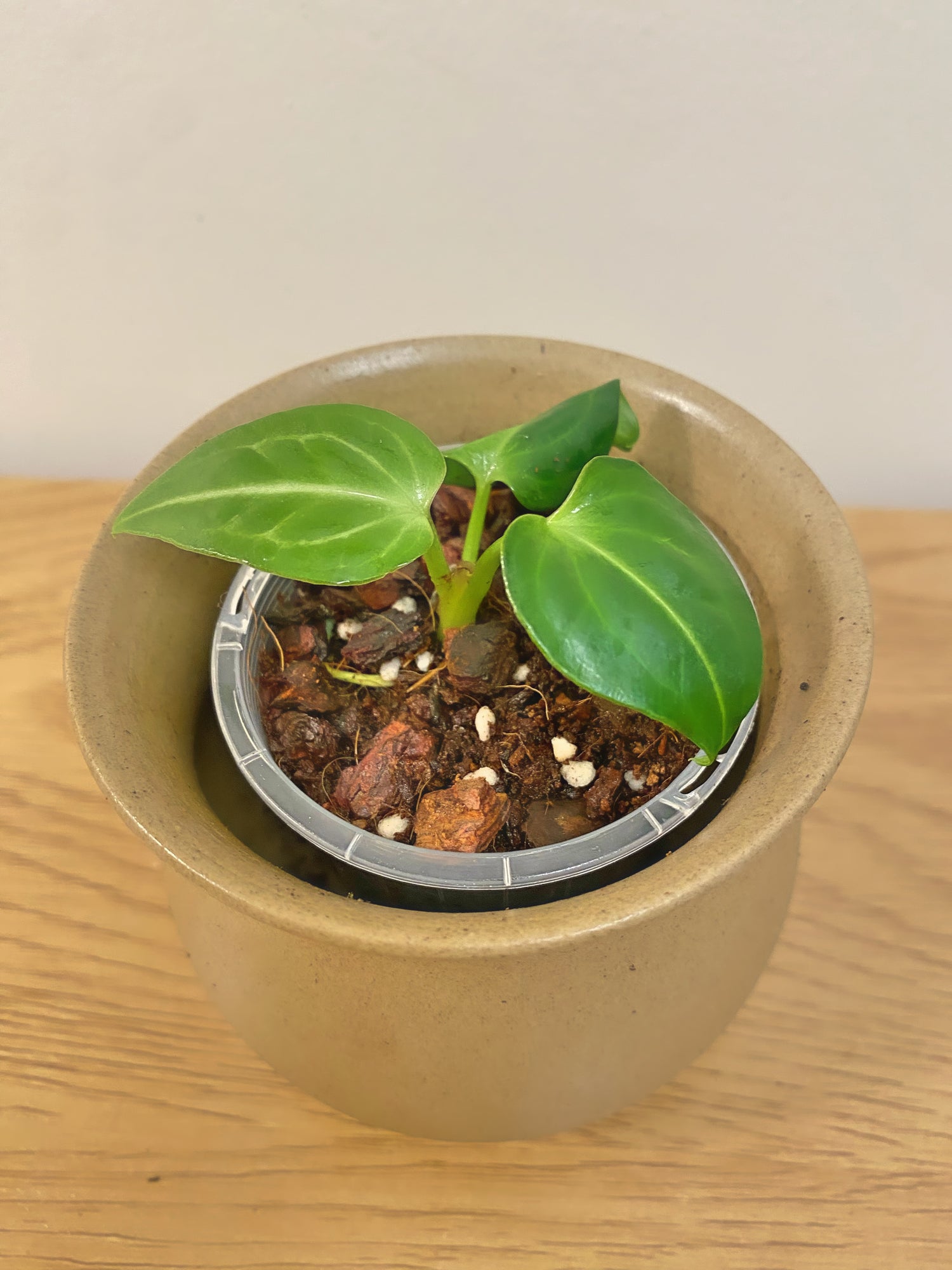 Anthurium Regale
