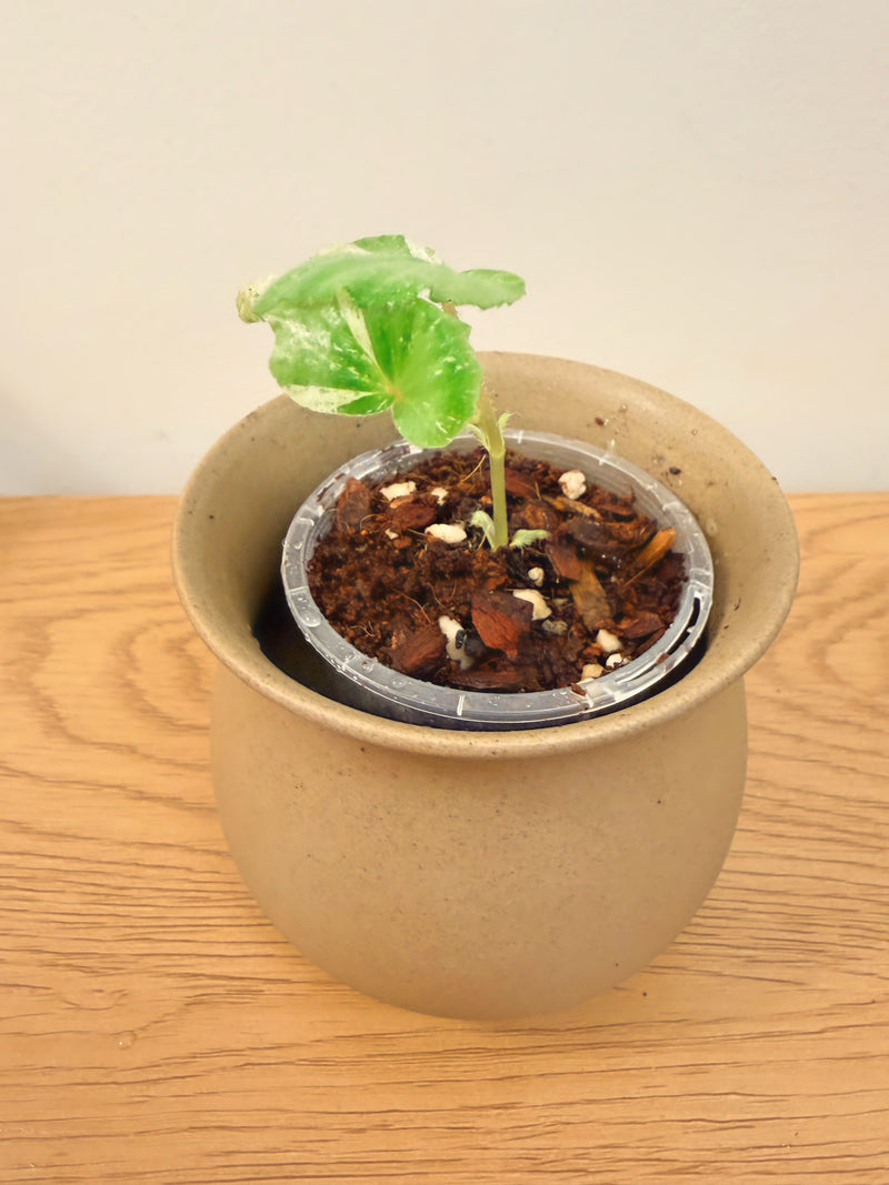 Begonia Rubropilosa Variegated