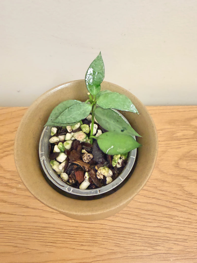 Hoya Lacunosa Louisa Silver