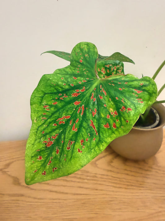 Caladium Miss Muffet