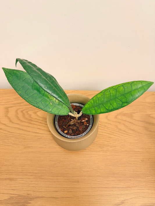 Hoya Finlaysonii Long Leaf (B)
