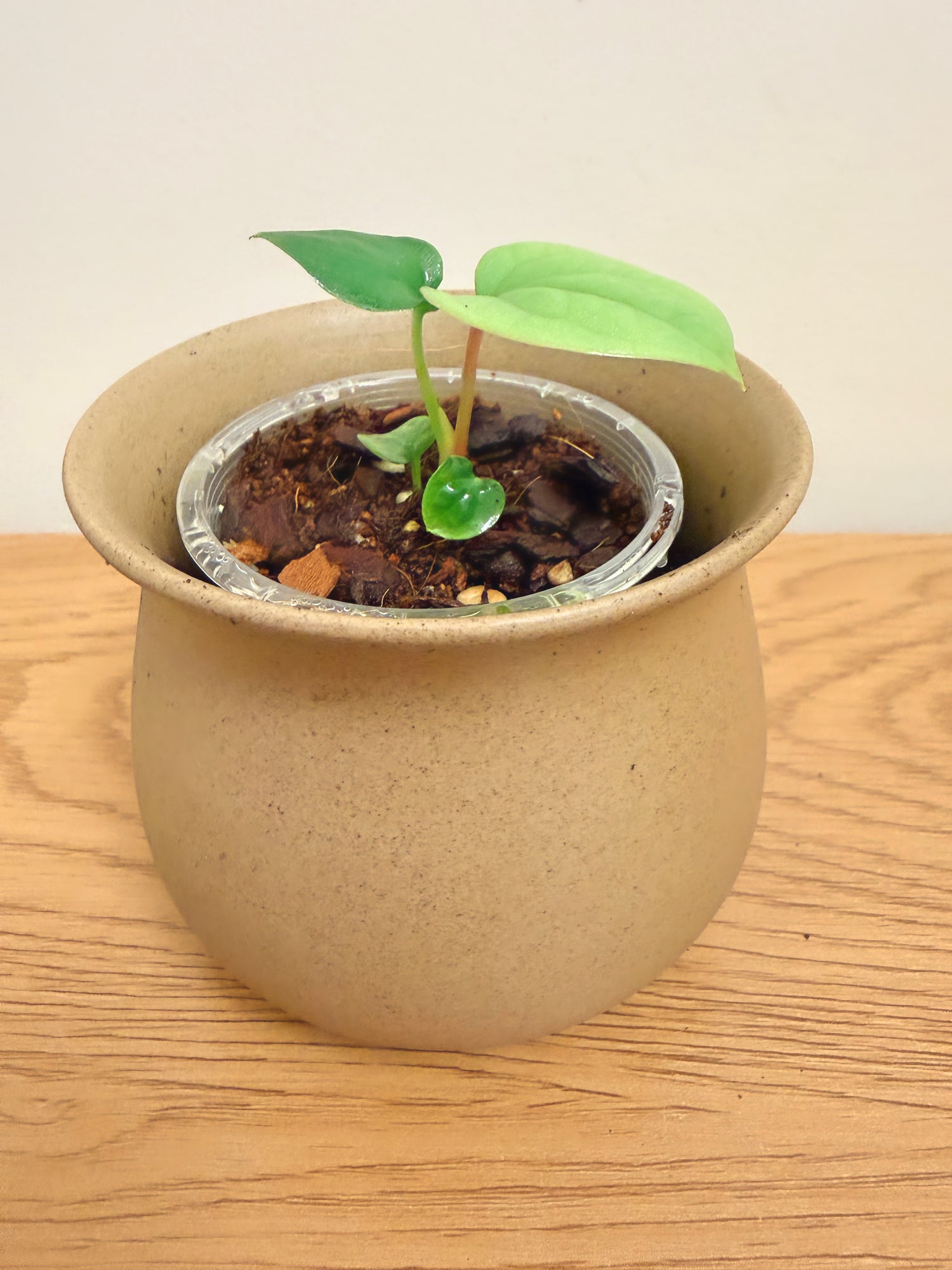 Anthurium Luxurians