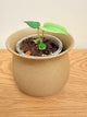 Anthurium Luxurians