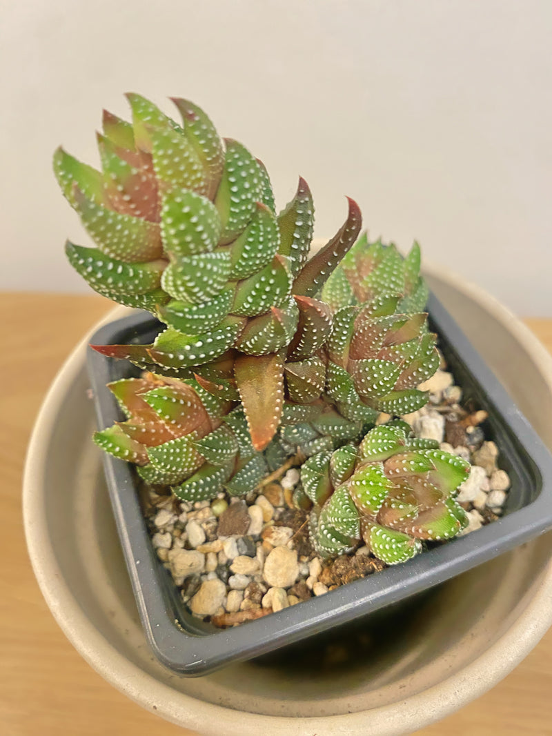 Haworthia Coarctata Chalwinii