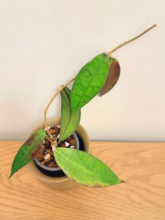 Hoya King Lambii Red (B)