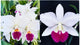 Cattleya Labiata Semi-Alba ‘Select No.1) x Lc. Aloha Case ‘Hsinying’