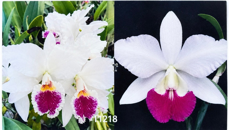 Cattleya Labiata Semi-Alba ‘Select No.1) x Lc. Aloha Case ‘Hsinying’