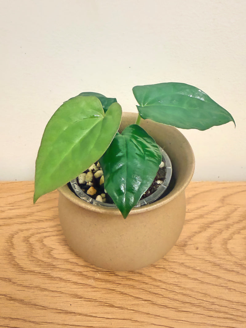 Anthurium David Portilla