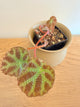 Begonia Arachnoidea ‘Spider Web’ (C)