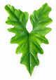 Alocasia Nycteris