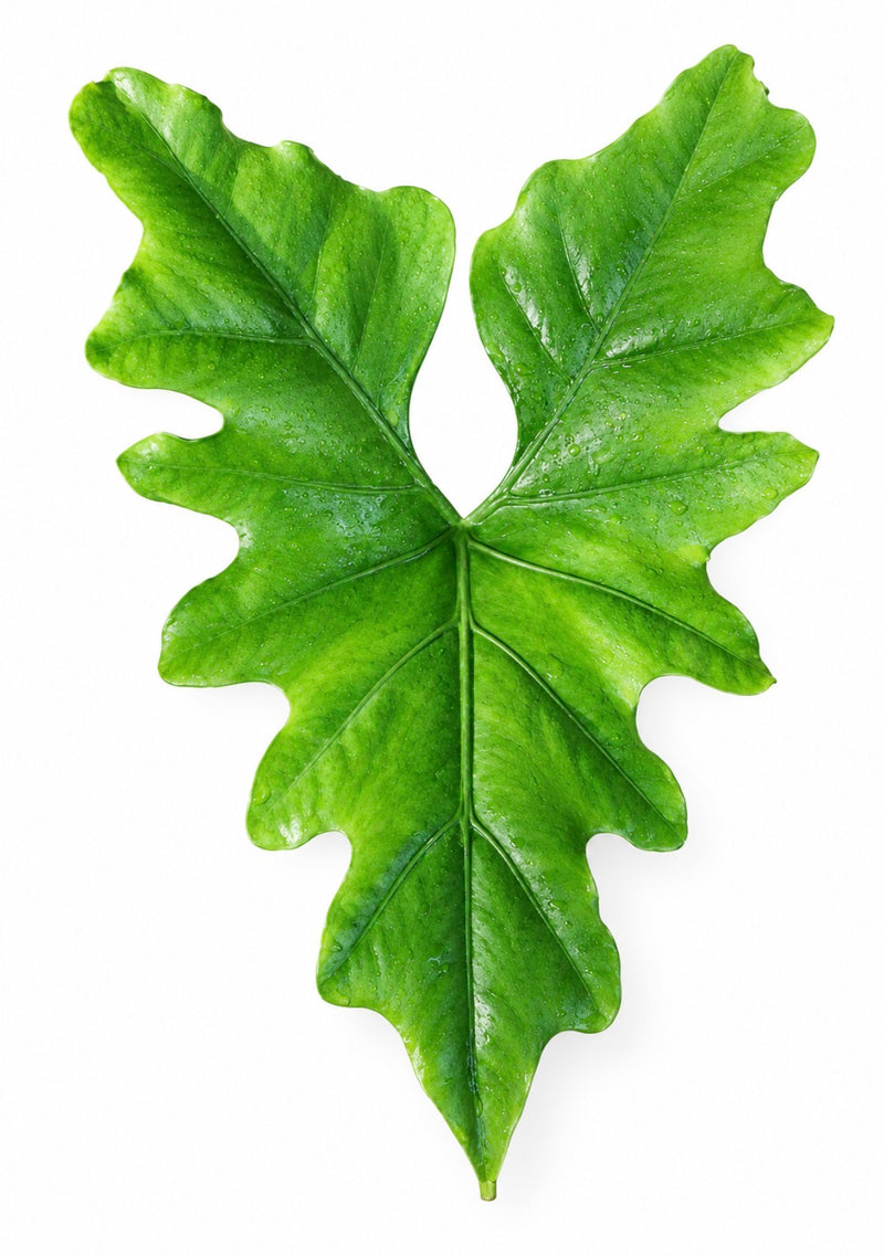 Alocasia Nycteris