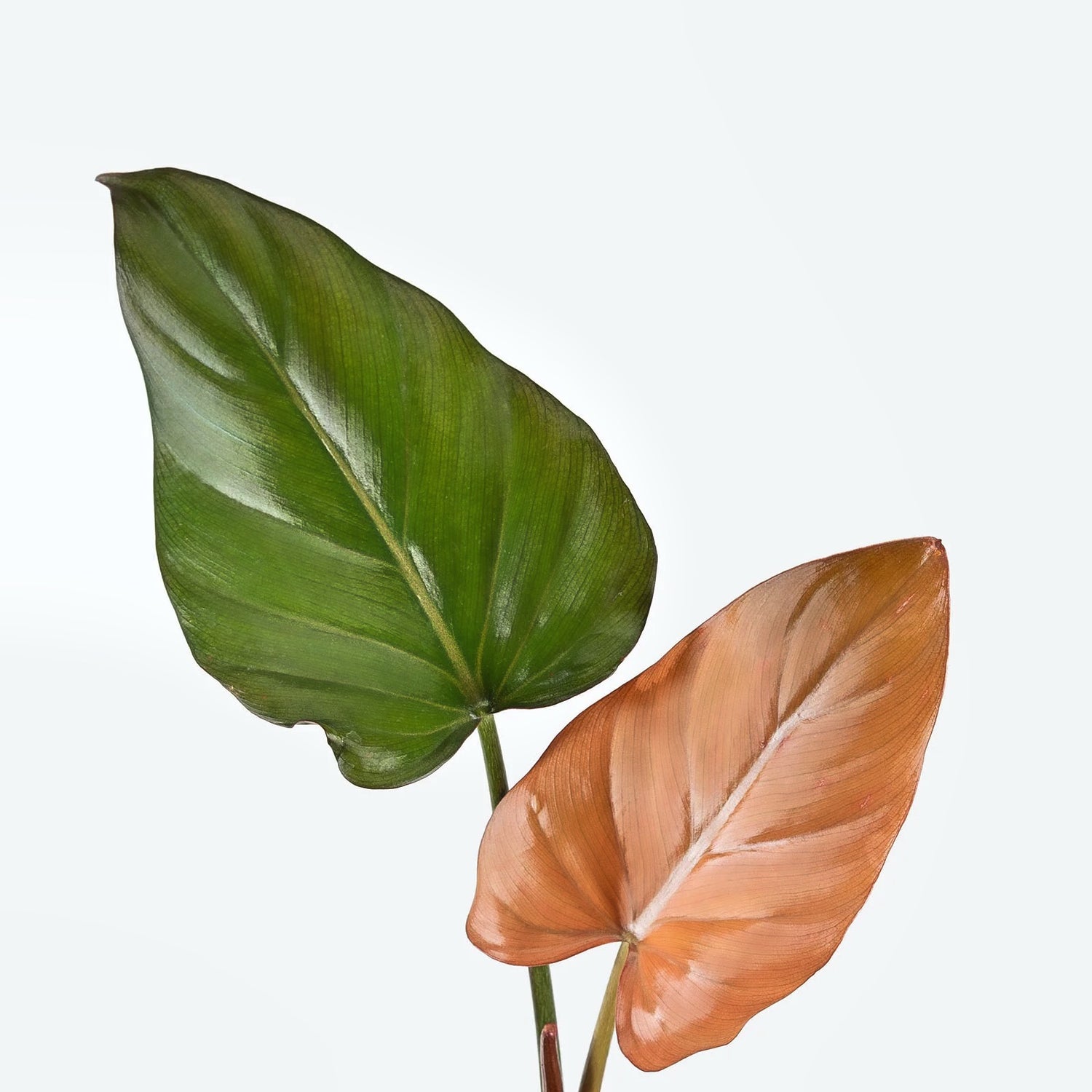 Philodendron Summer Glory
