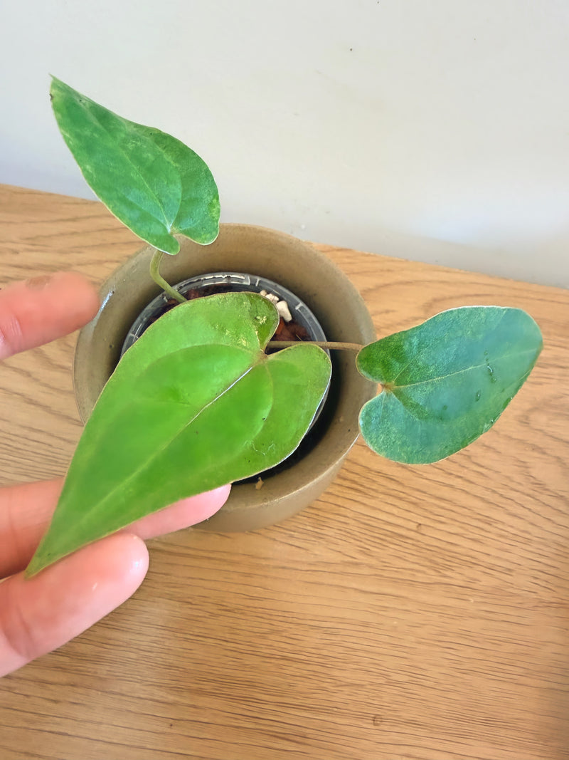 Anthurium AOS (F2) (C)