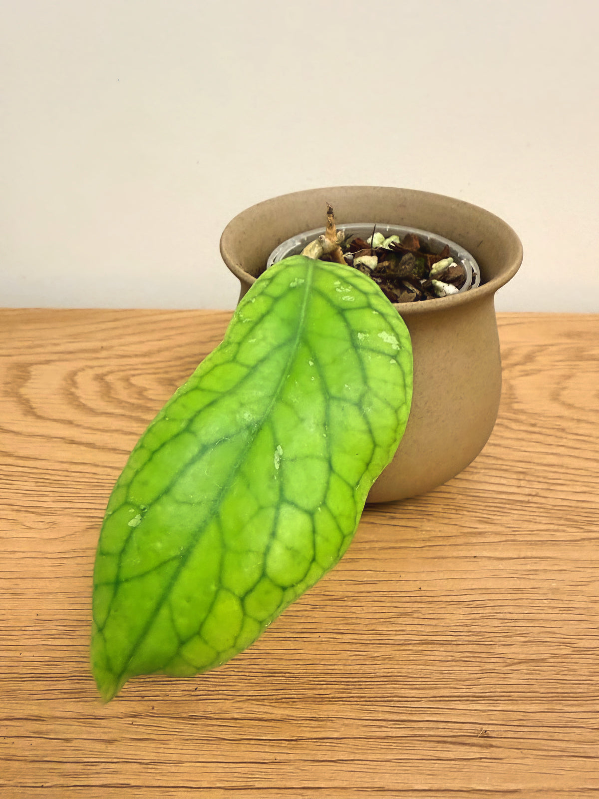 Hoya Meridithii (B)
