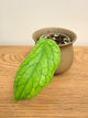 Hoya Meridithii (B)