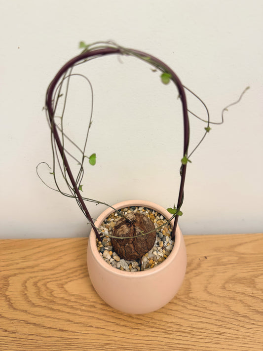 Dioscorea Elephantipes