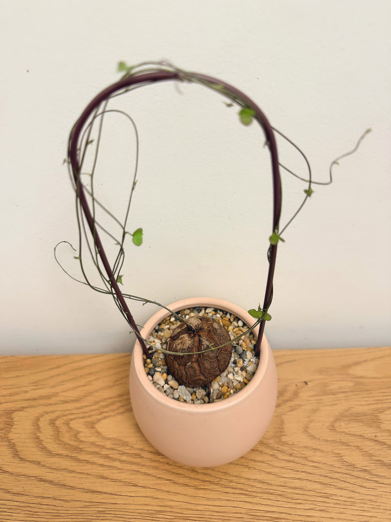 Dioscorea Elephantipes