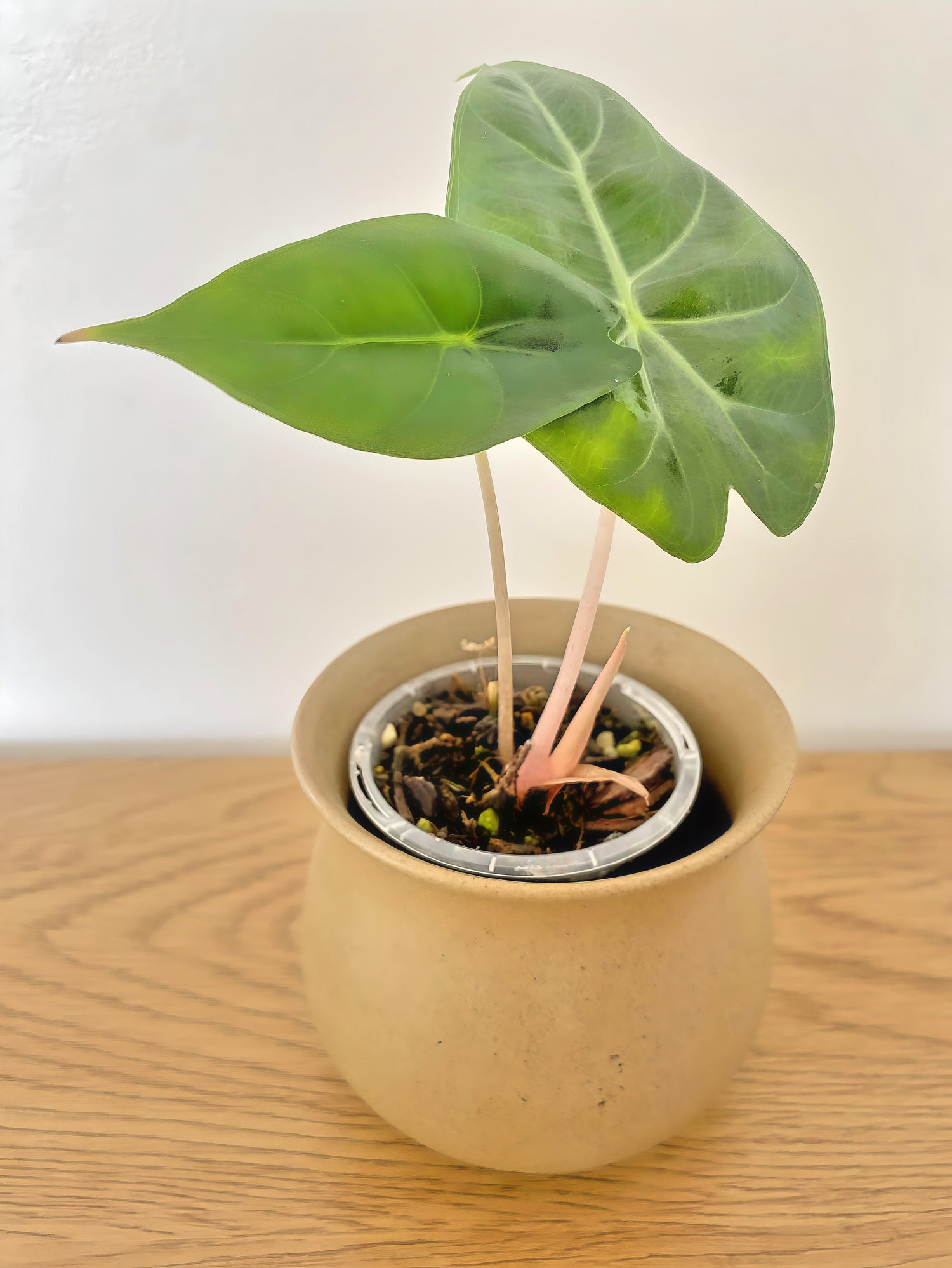 Alocasia Pink Dragon