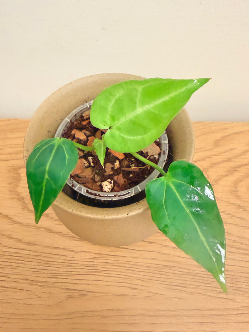 Anthurium Black Velvet