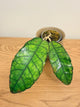 Hoya Finlaysonii