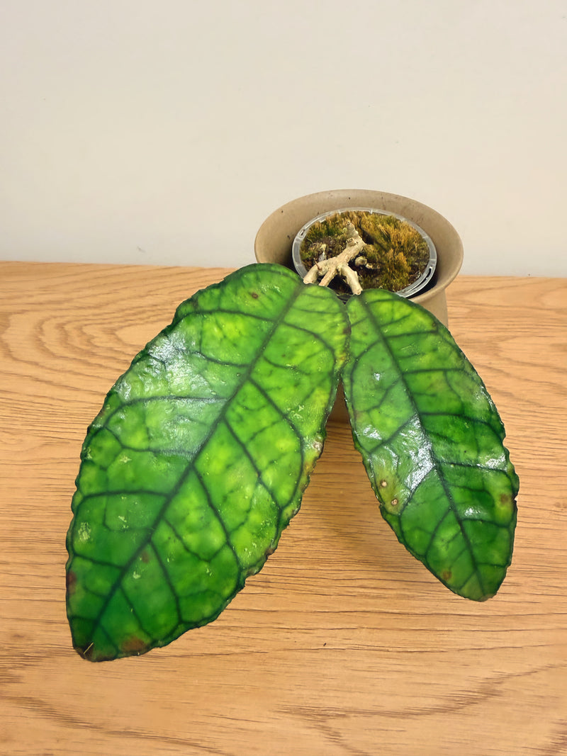Hoya Finlaysonii