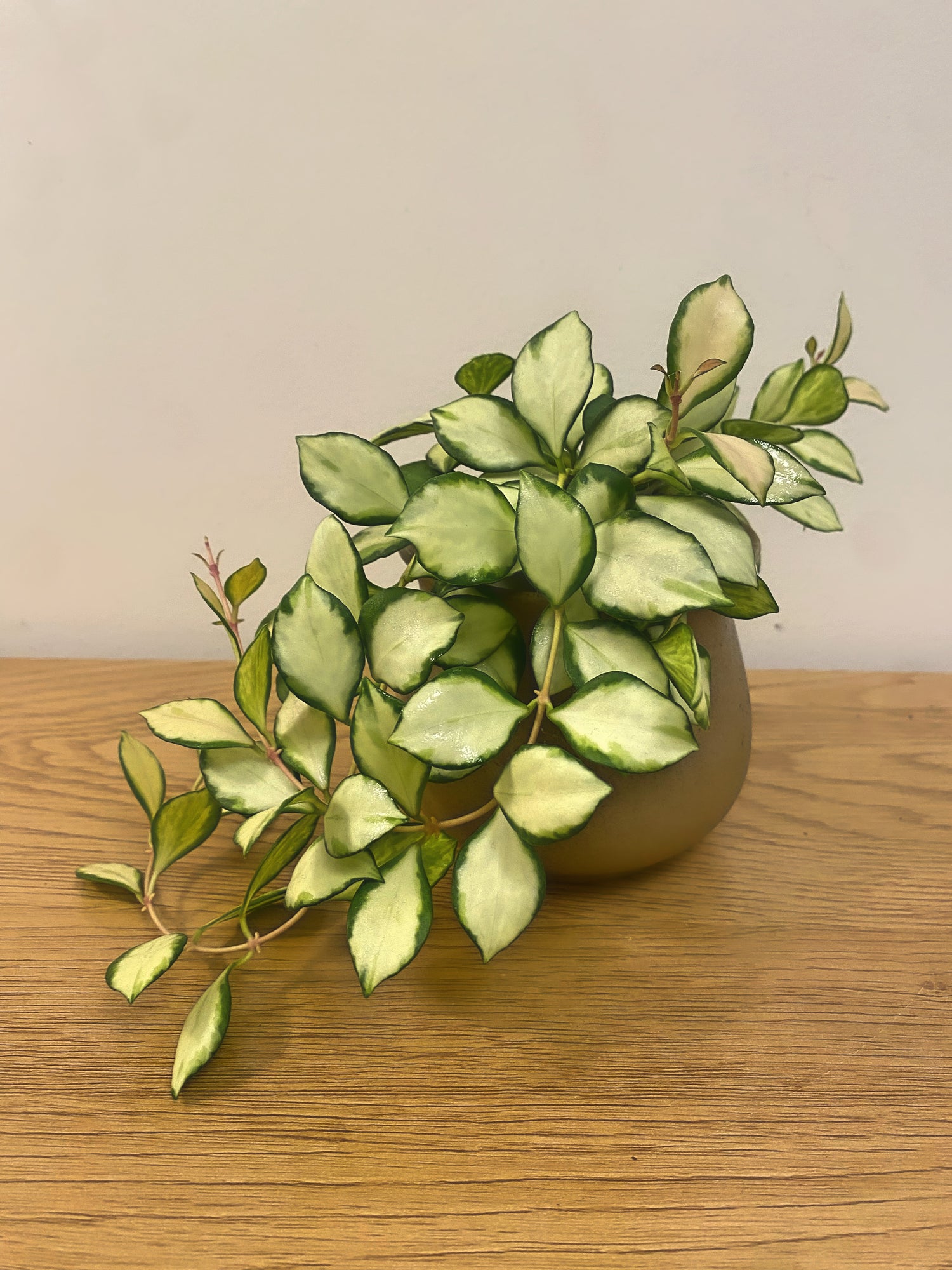 Hoya Heuschkeliana Variegated