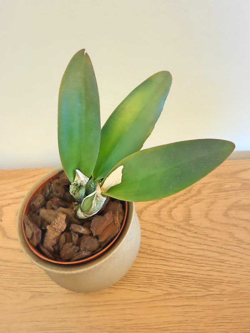 Blc. Ocean Drive ‘SVO’ x Blc. Love Sound ‘Dogashima’ AM/AOS