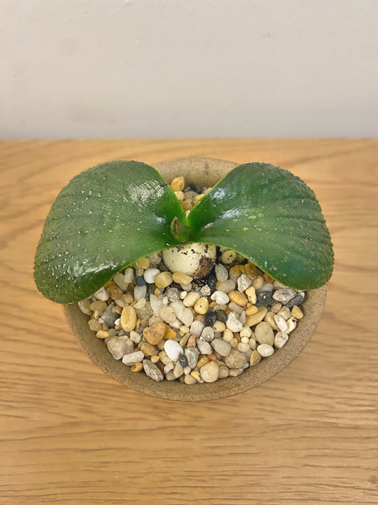 Massionia Pustulata