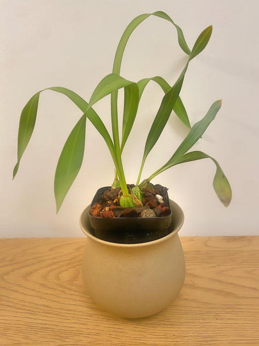 Maxillaria Porphyrostele