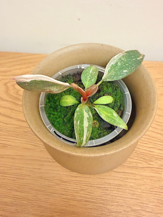 Philodendron Red Anderson Variegated