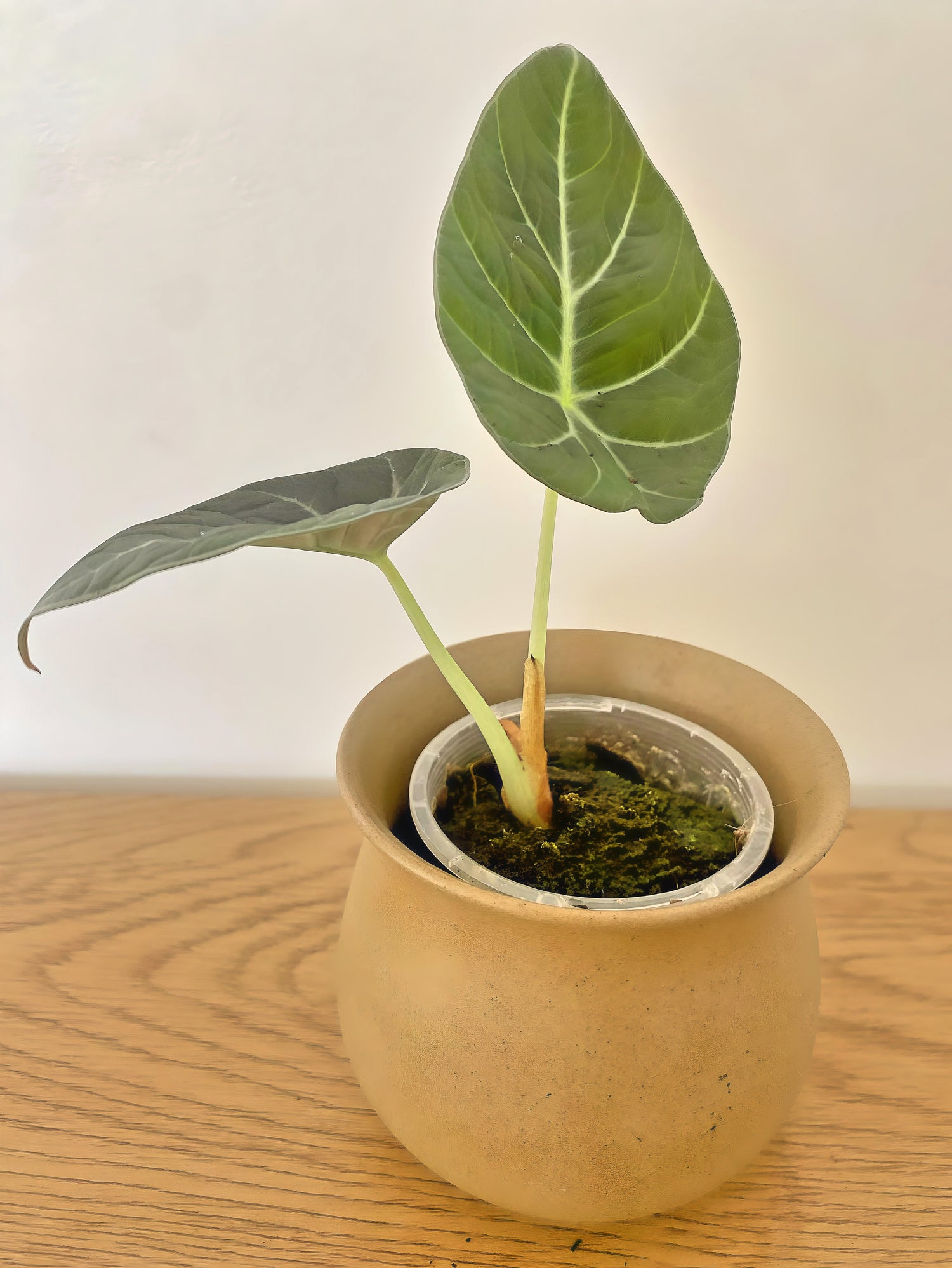 Alocasia Black Velvet