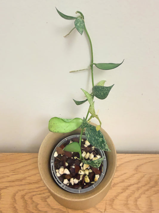 Hoya Lacunosa Louisa Splash