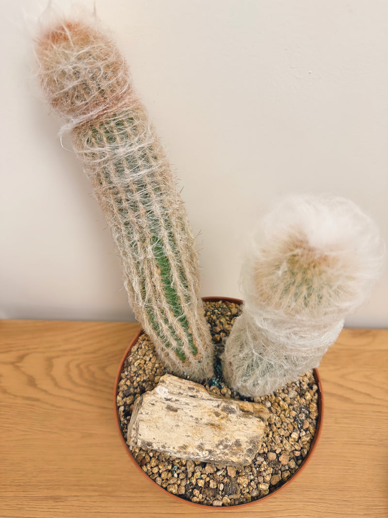 Espostoa Lanata