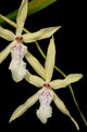 Miltonia Flavescens