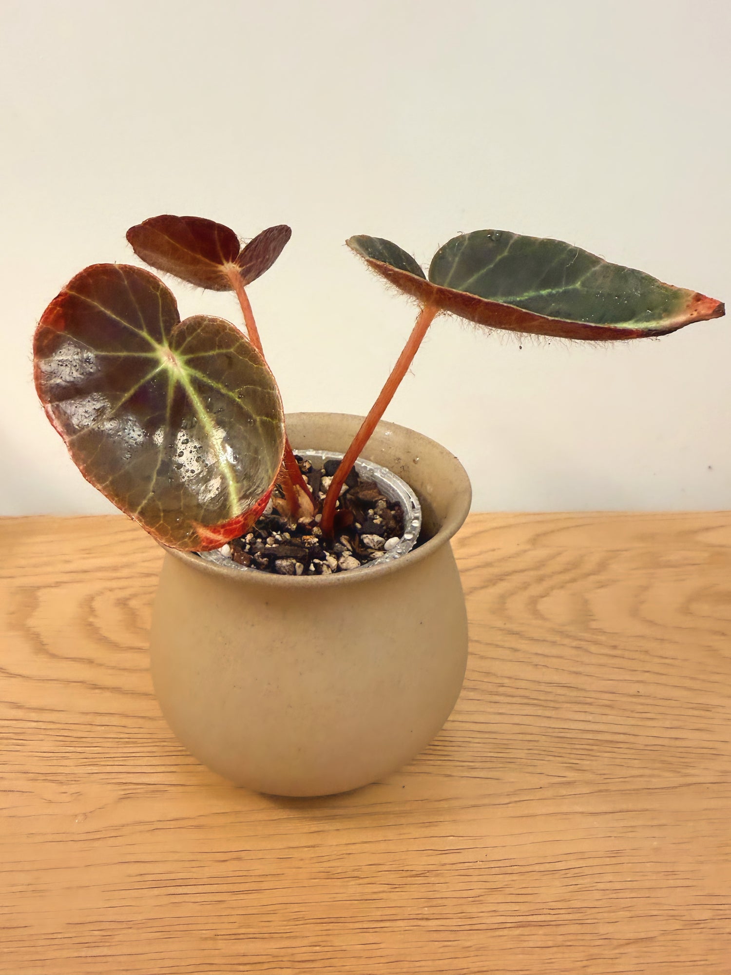 Begonia Chingipengii