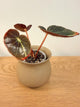 Begonia Chingipengii