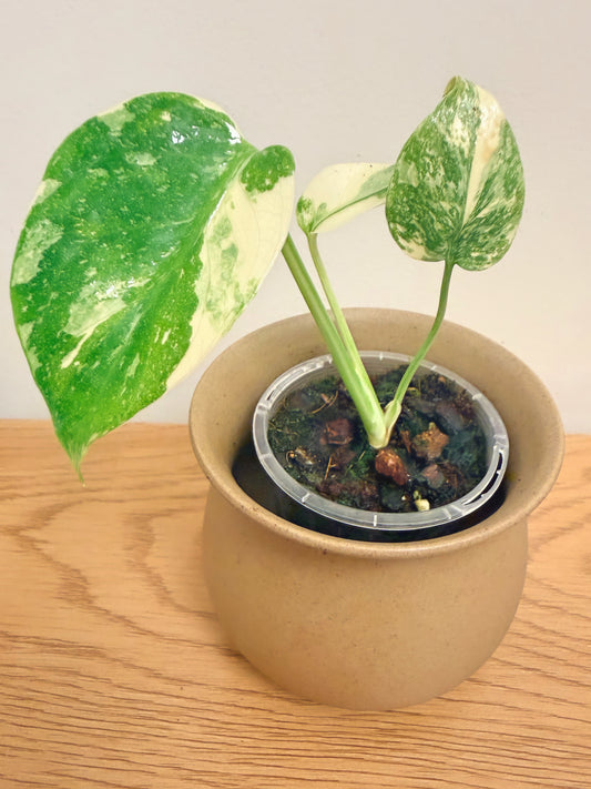Monstera Crème Brûlée