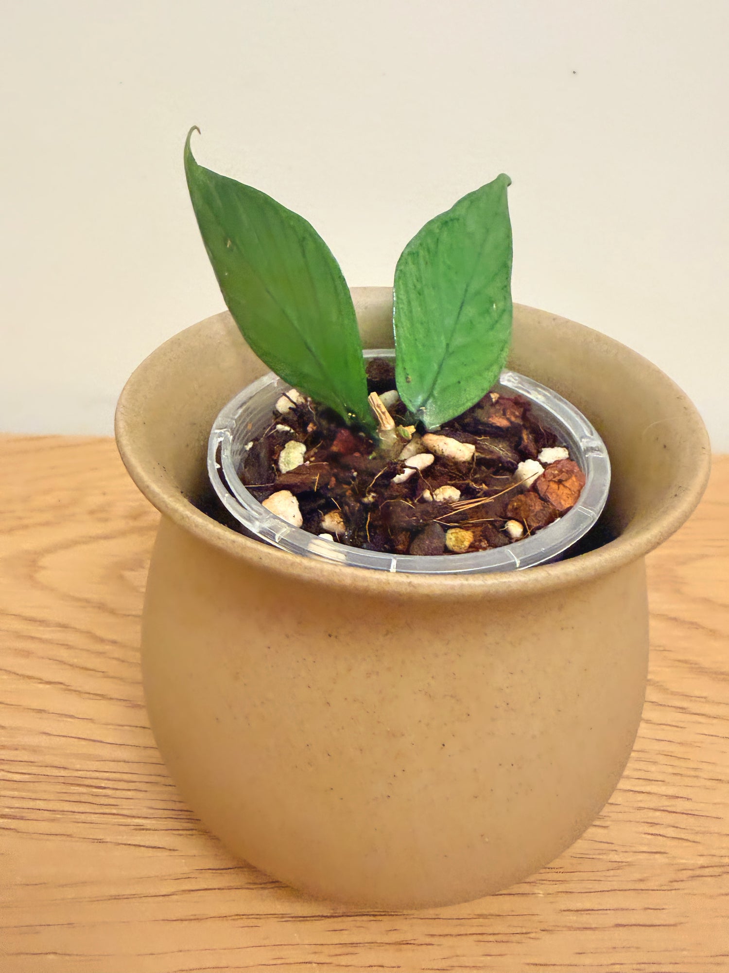 Hoya Fishtail Silver