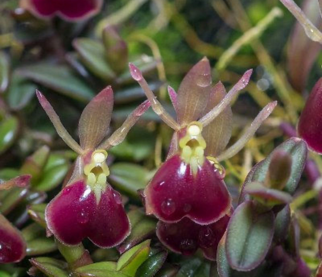 Epidendrum Porpax