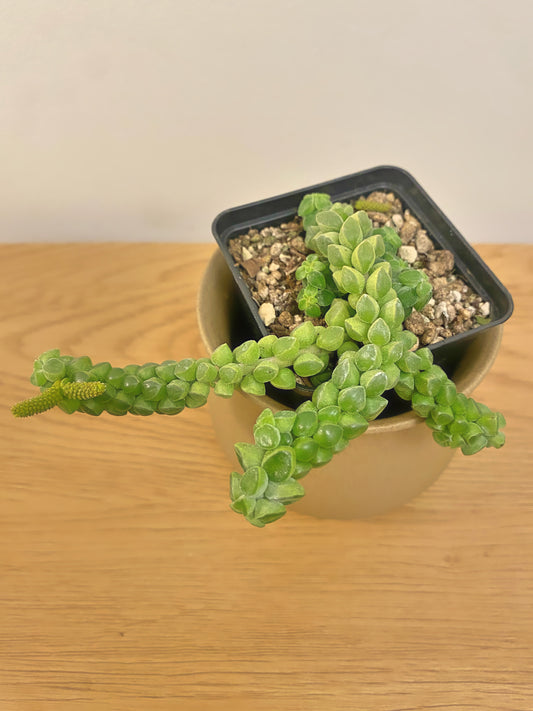 Peperomia Columella