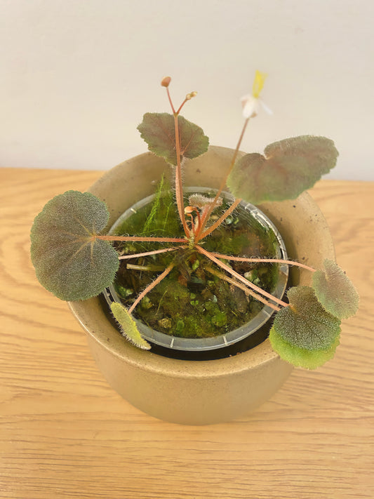 Begonia Hoehneana