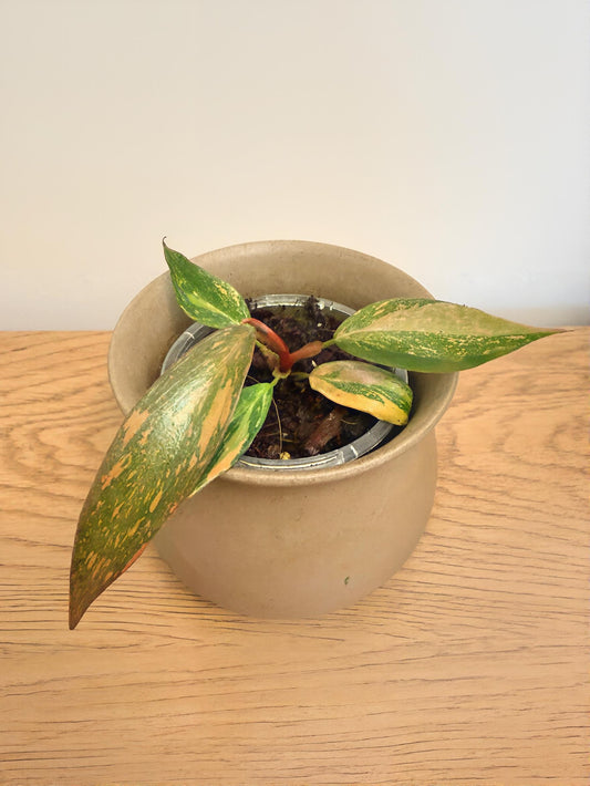 Philodendron Orange Princess Galaxy