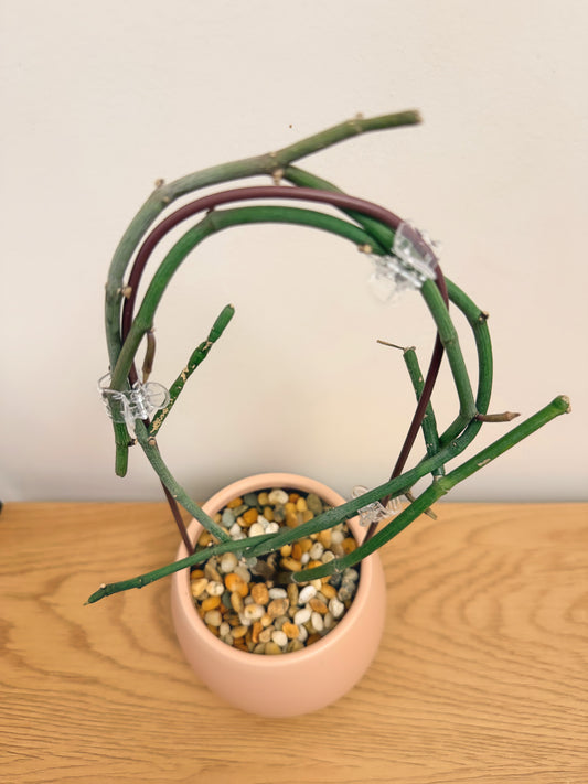 Ceropegia Ampliata