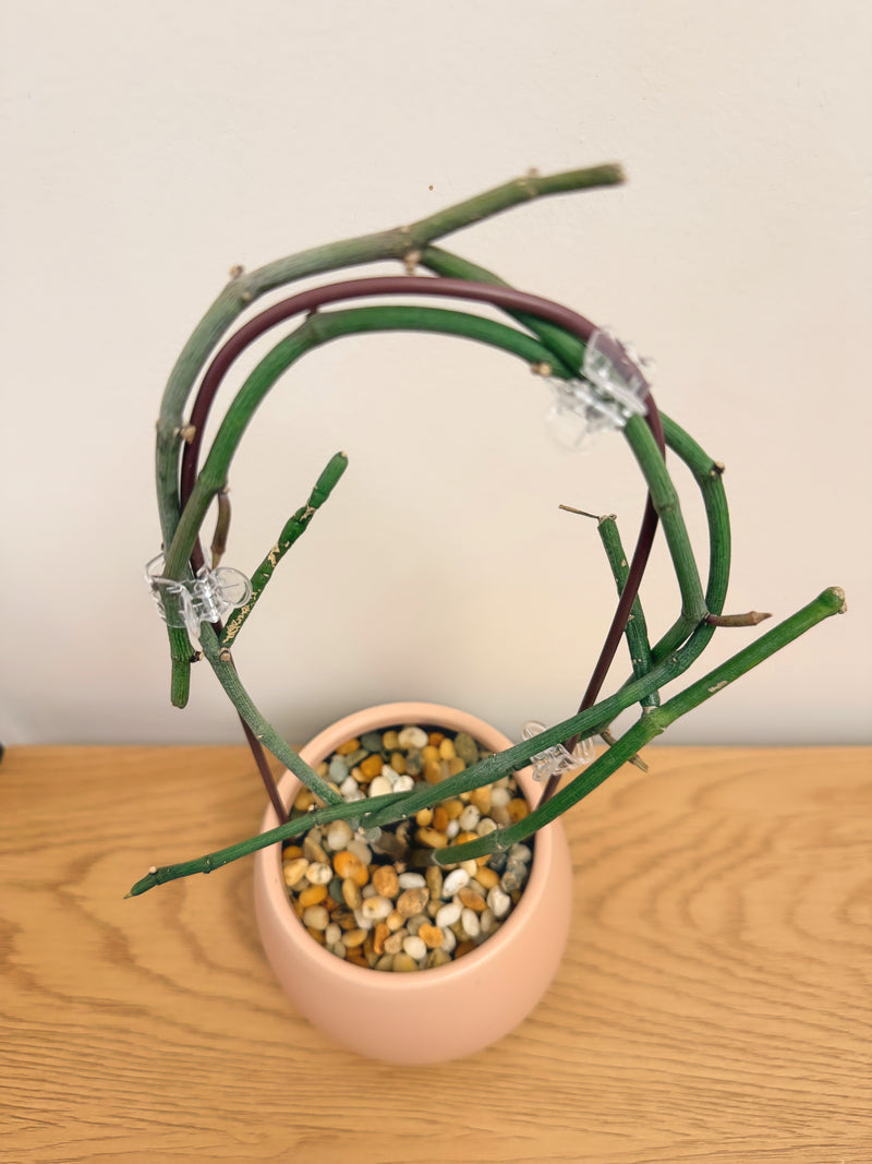 Ceropegia Ampliata
