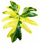 Philodendron Selloum Variegated