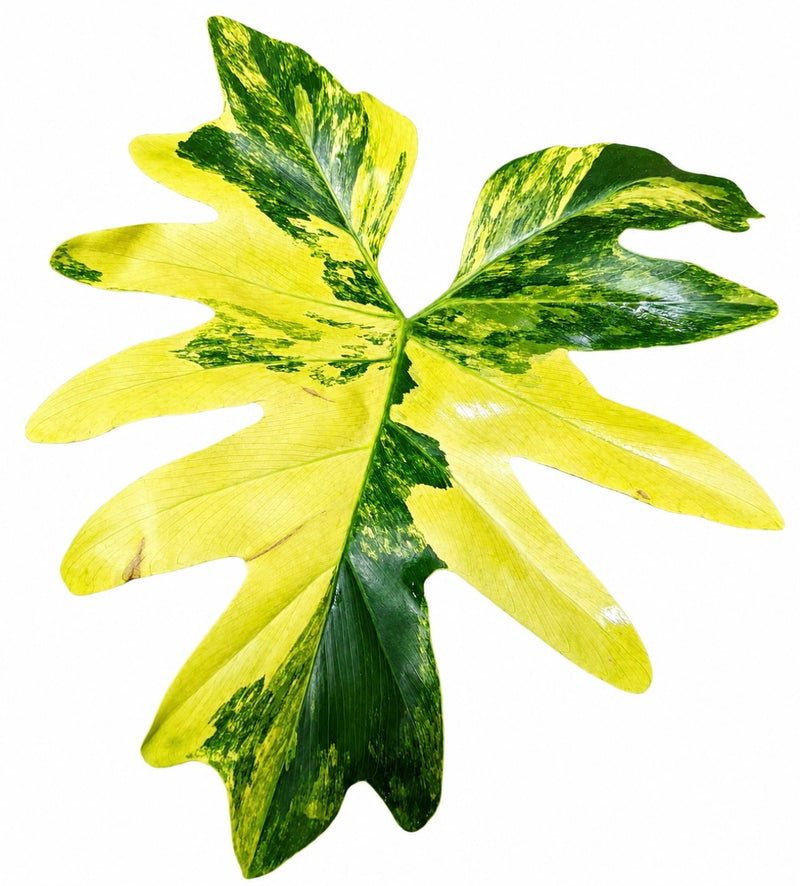 Philodendron Selloum Variegated