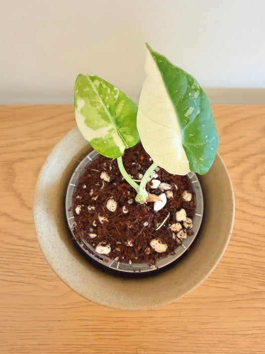 Alocasia Black Velvet Pink