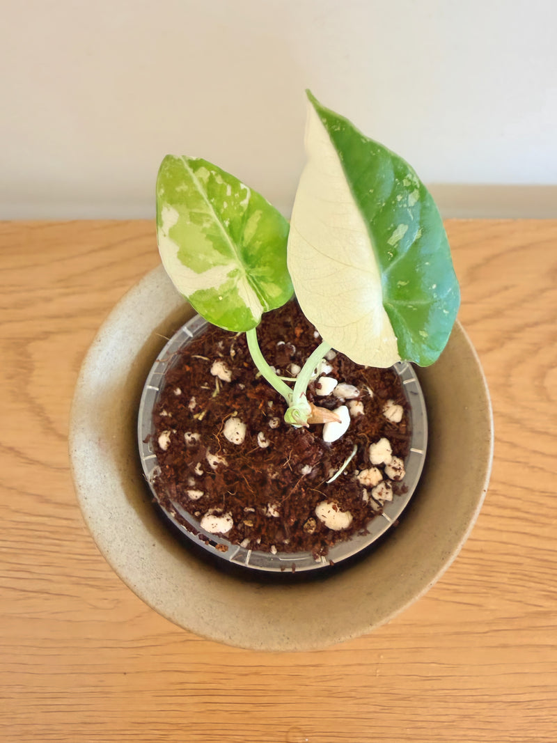 Alocasia Black Velvet Pink