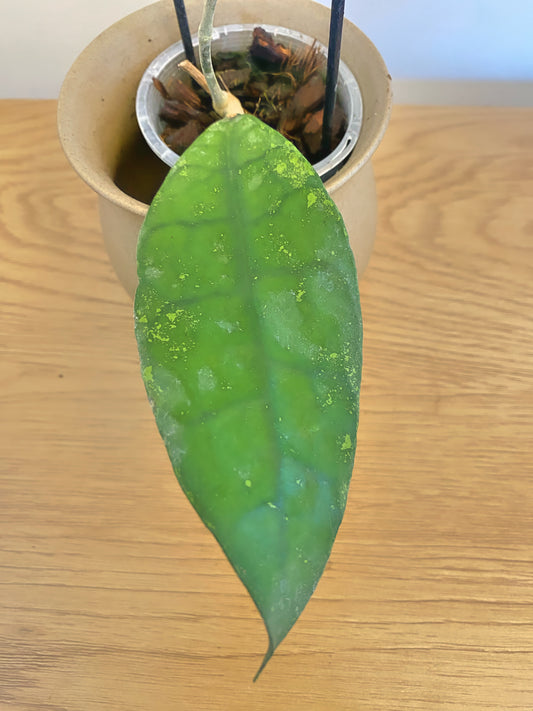 Hoya Lambii