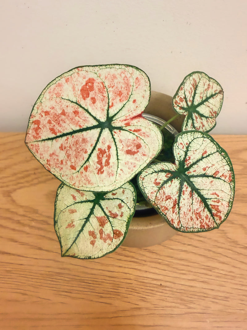 Caladium Scarlet Mary